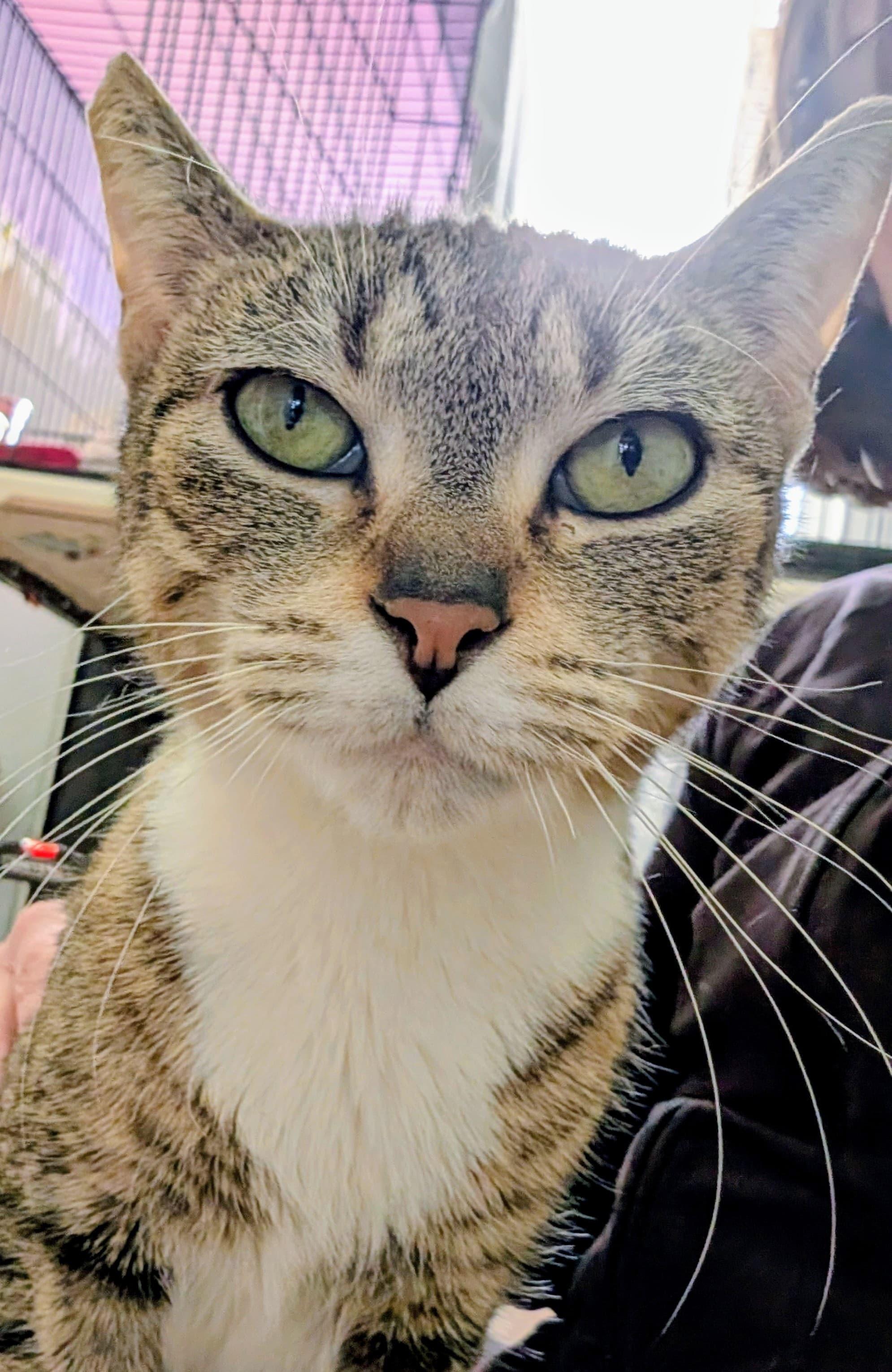 Enlarge Betty, a ADOPTABLE Domestic Short Hair in Rochester, NY image 5/5