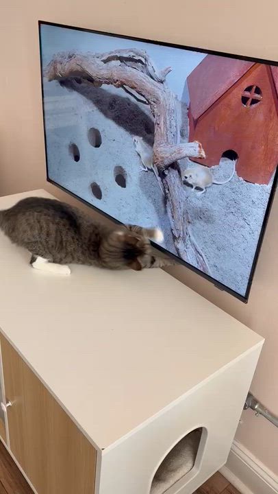 Enlarge Betty, a ADOPTABLE Domestic Short Hair in Rochester, NY video 6/6