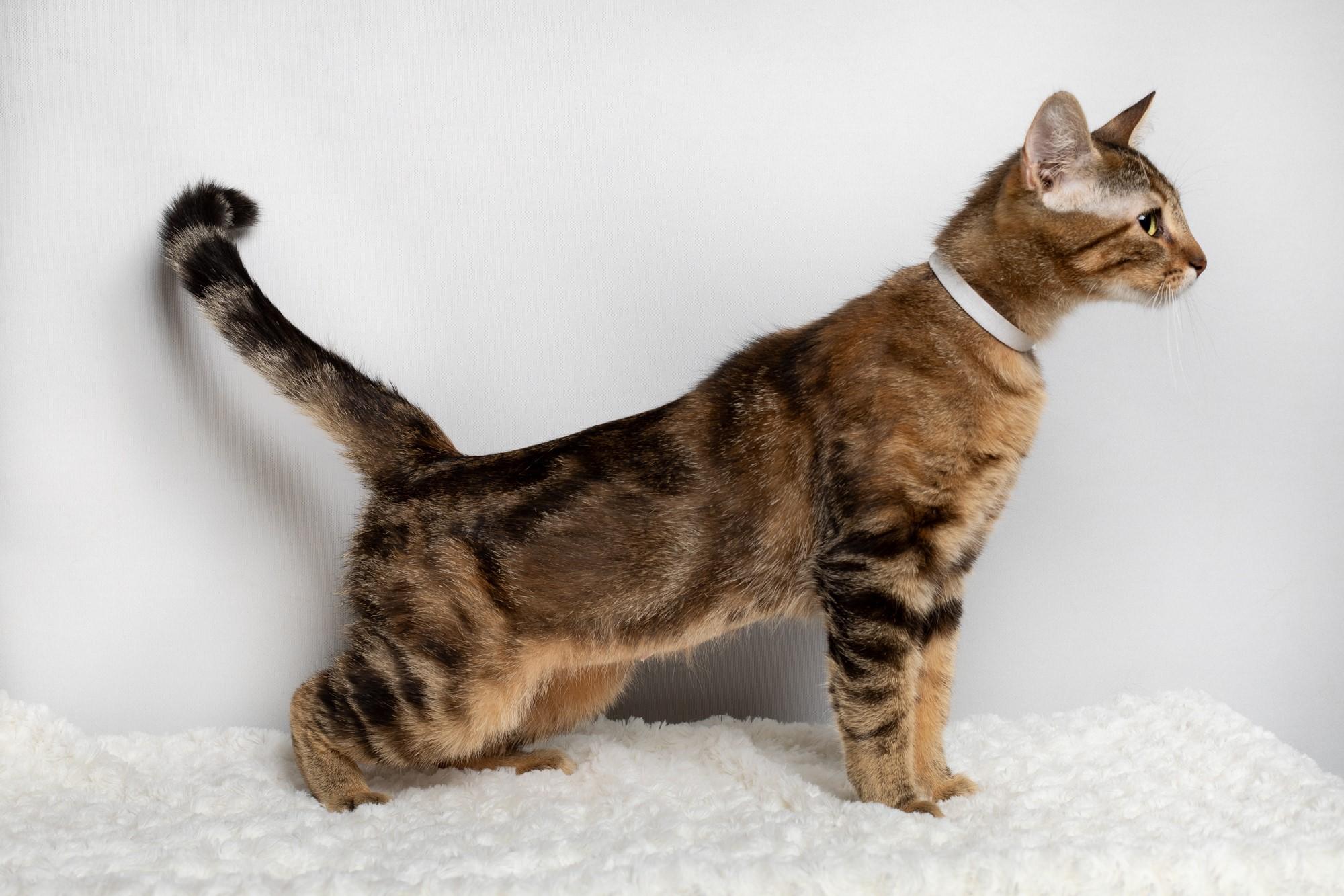 Atari, an adopted Domestic Short Hair in Farmington, MN image 3/3