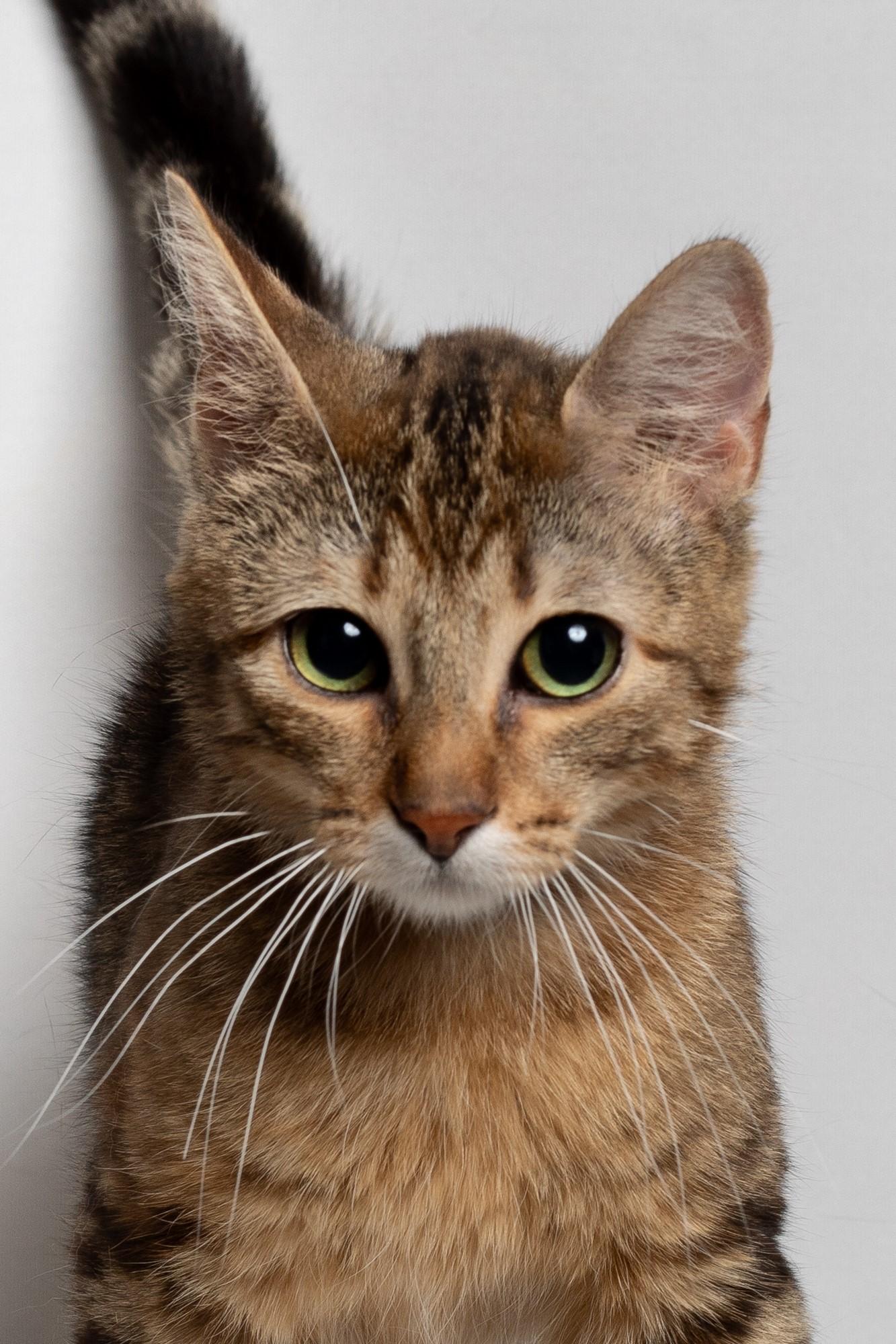 Atari, an adopted Domestic Short Hair in Farmington, MN image 1/3