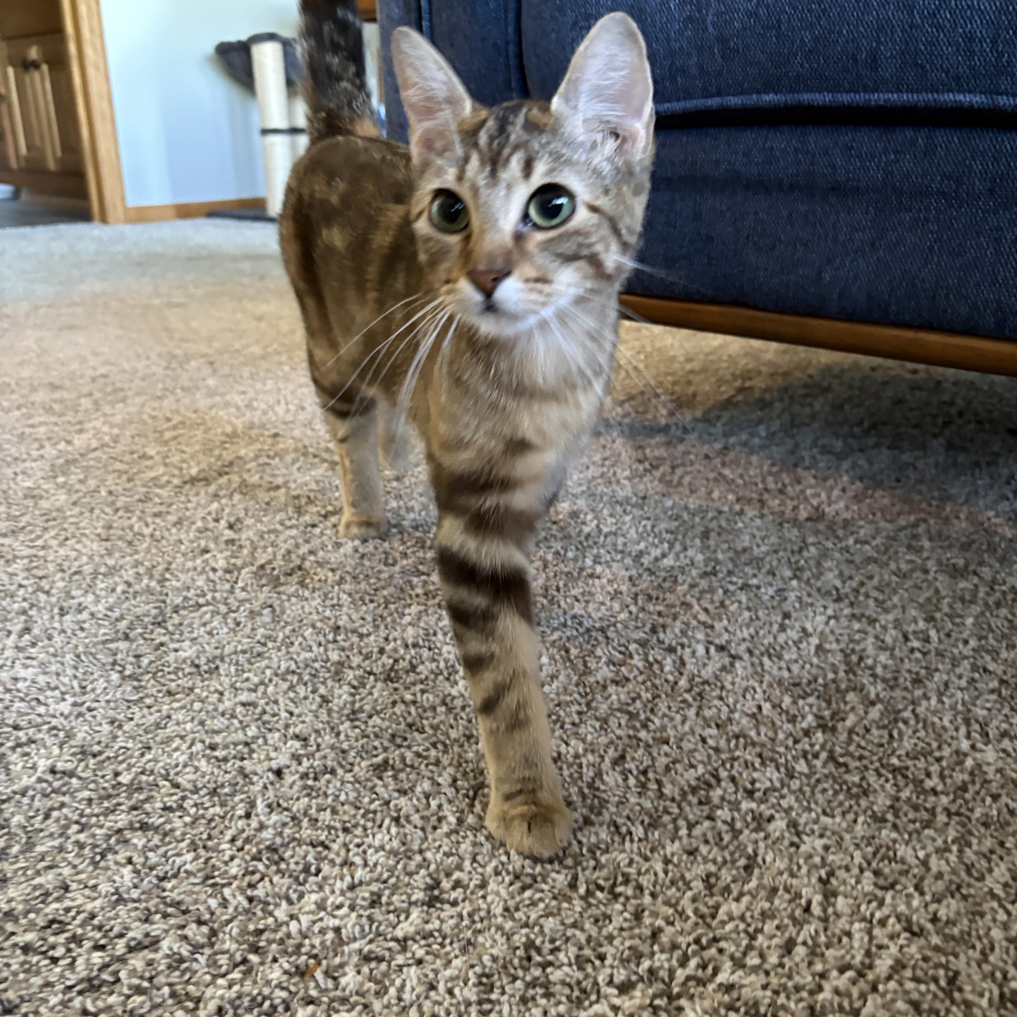 Atari, an adopted Domestic Short Hair in Farmington, MN image 2/3