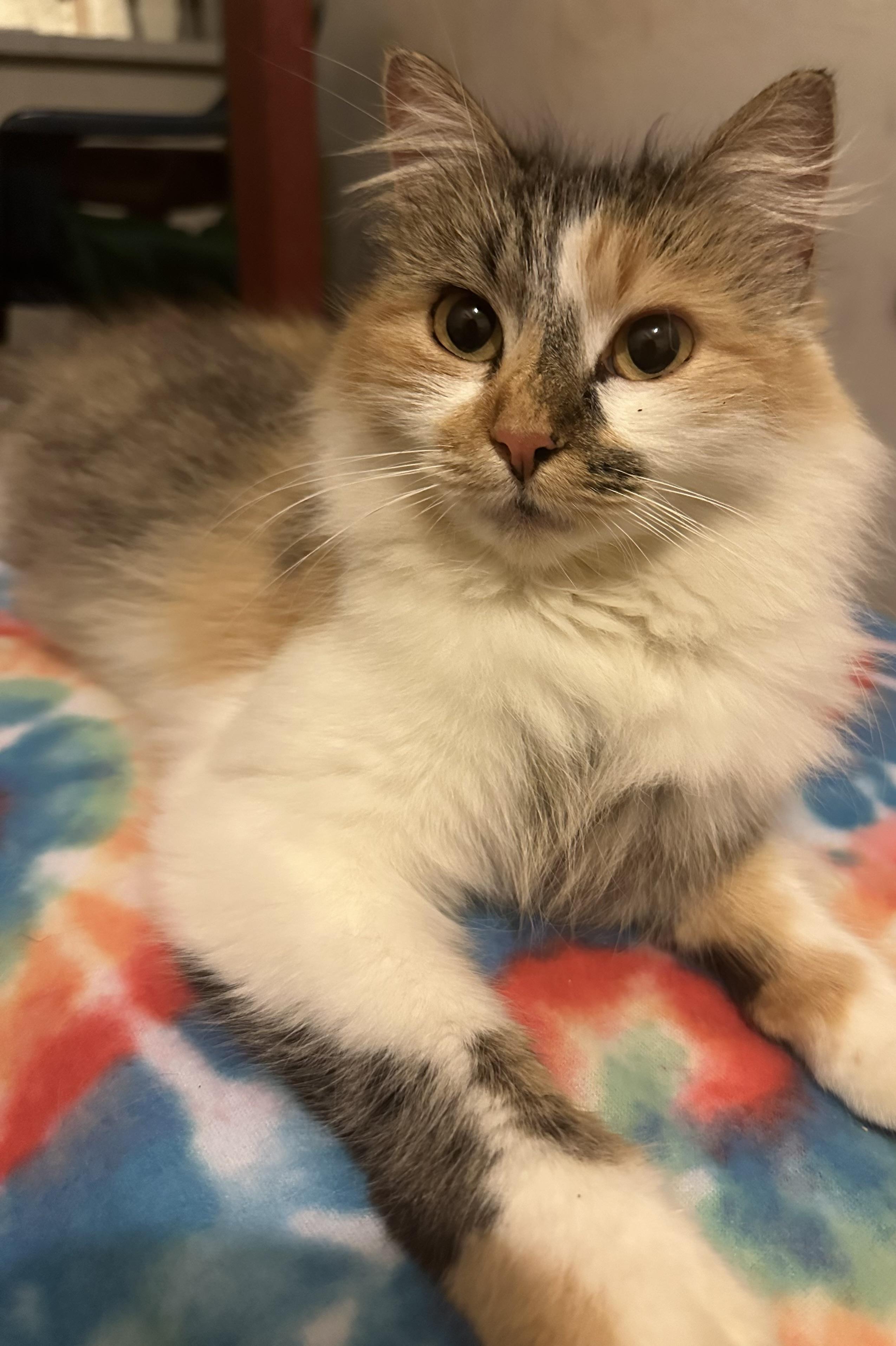 Enlarge Precious, a Adoptable Domestic Medium Hair in Fayetteville, NC image 2/5