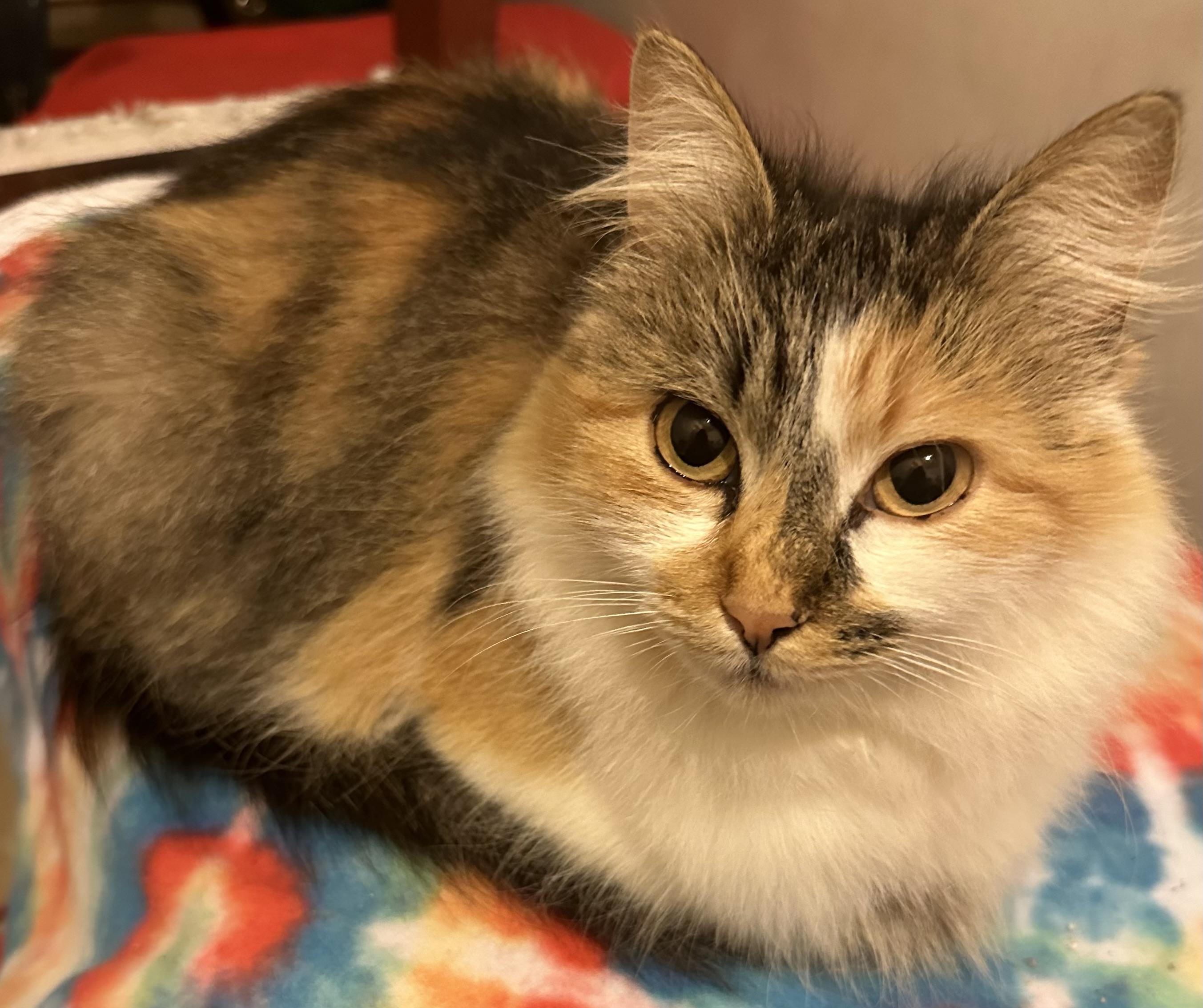 Enlarge Precious, a Adoptable Domestic Medium Hair in Fayetteville, NC image 1/5