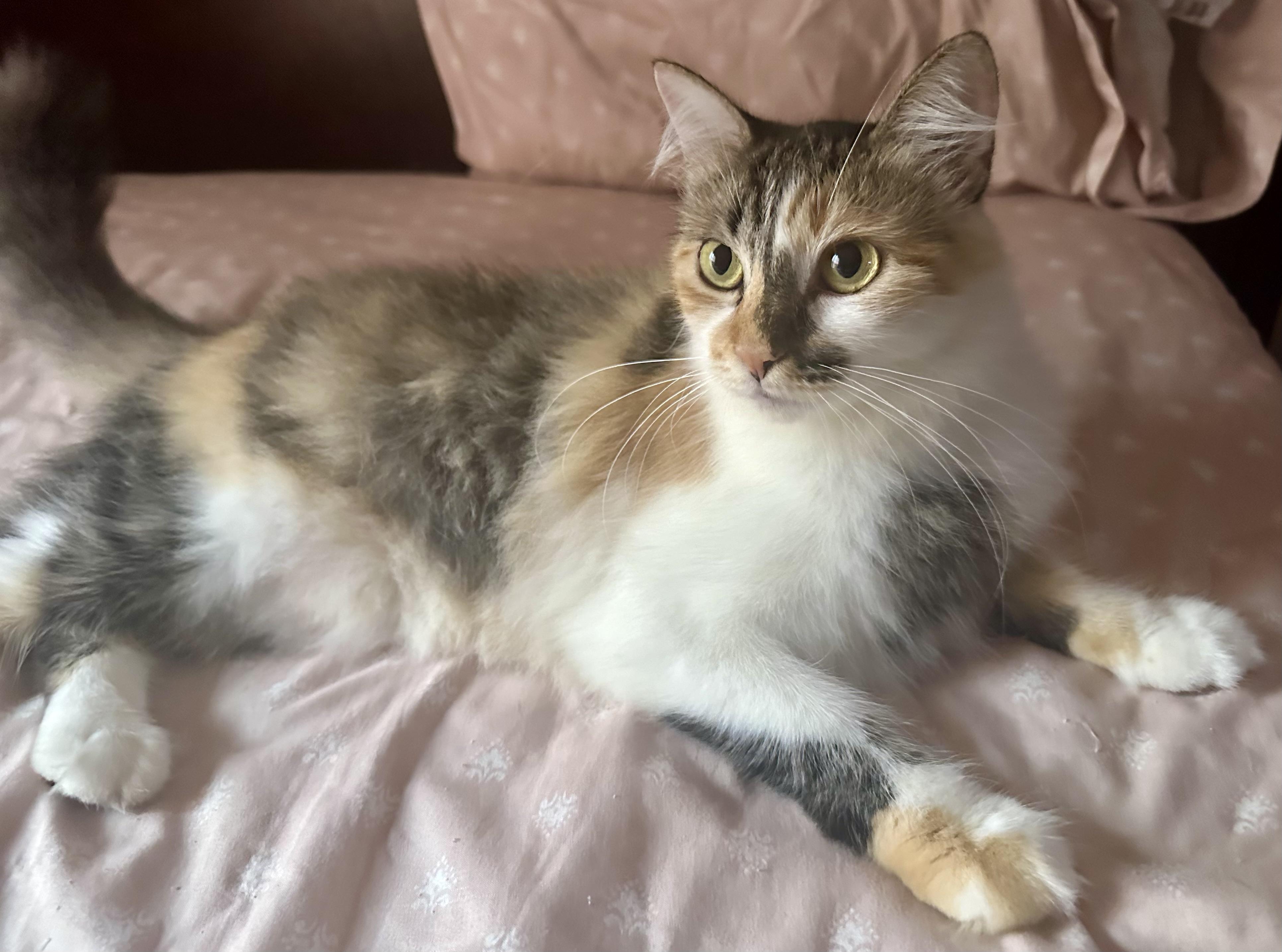 Enlarge Precious, a Adoptable Domestic Medium Hair in Fayetteville, NC image 3/5