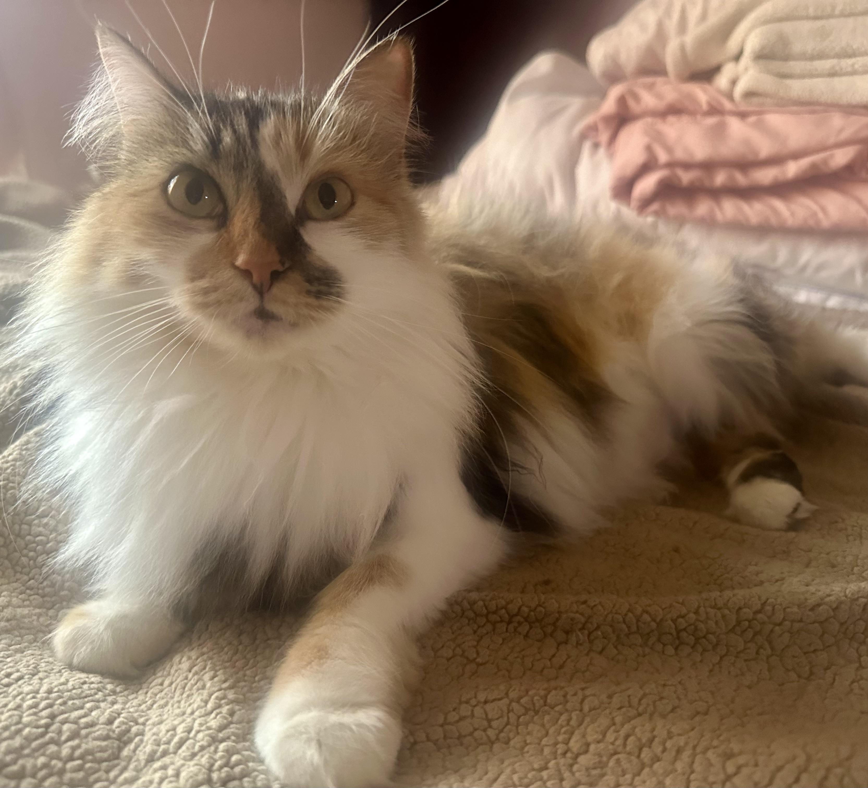 Enlarge Precious, a Adoptable Domestic Medium Hair in Fayetteville, NC image 5/5