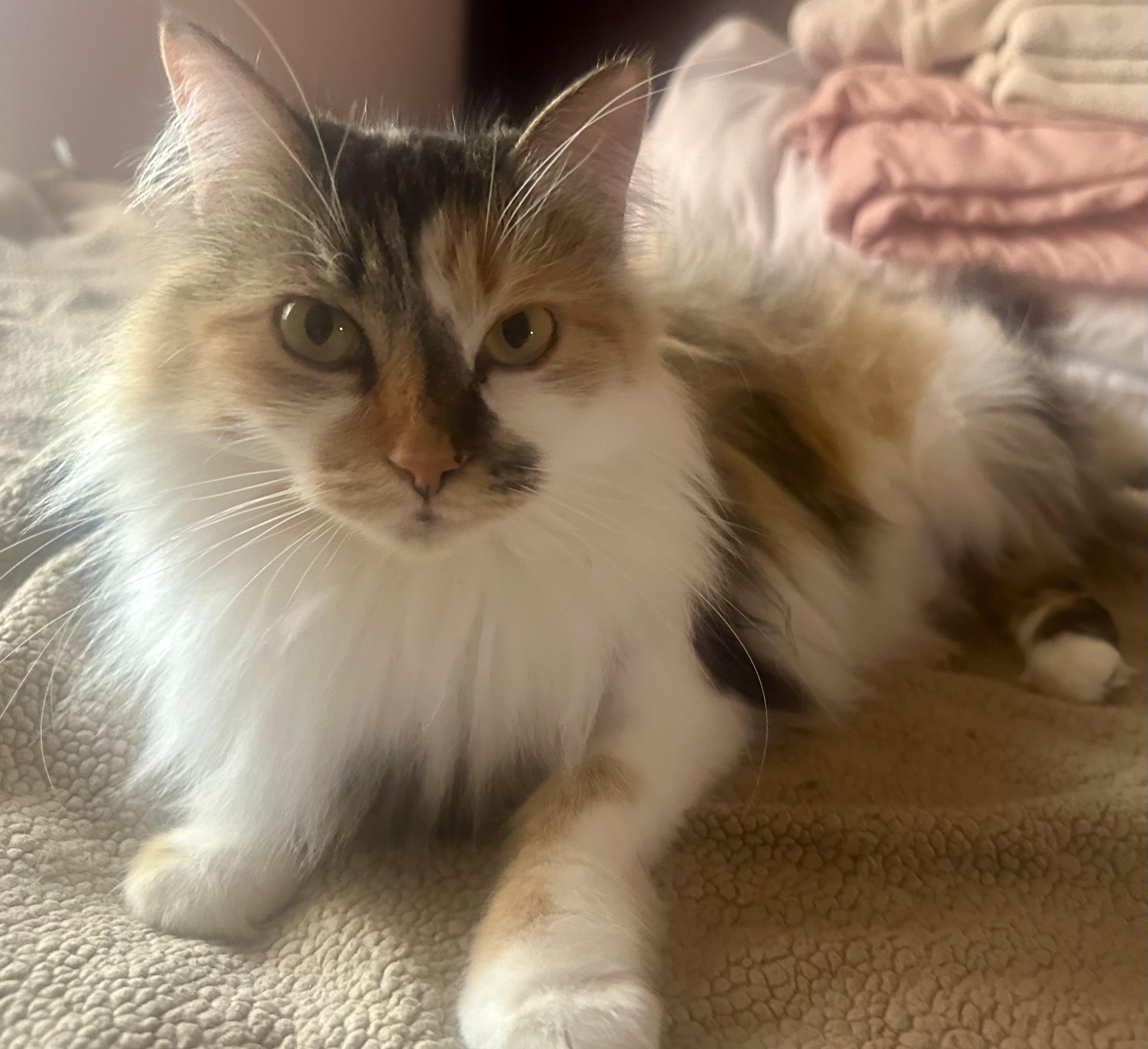 Enlarge Precious, a Adoptable Domestic Medium Hair in Fayetteville, NC image 4/5