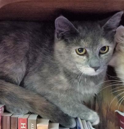 Eunice, Adoptable, Senior Female Domestic Short Hair & Domestic Short Hair.