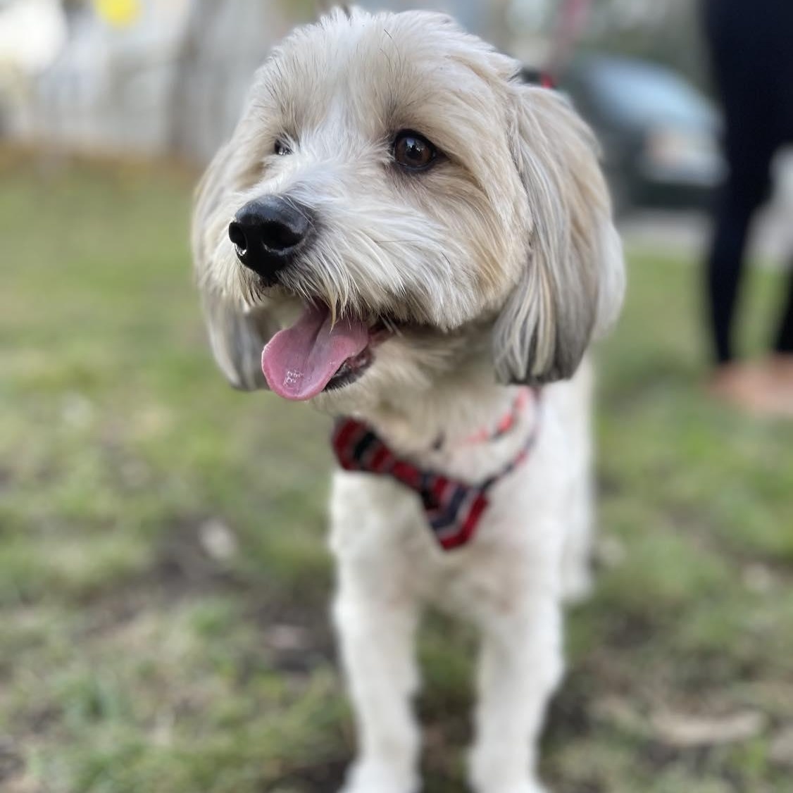 Enlarge BENNY   one-and-a-half years 16 pounds, an adopted mixed breed in san diego, CA image 1/5