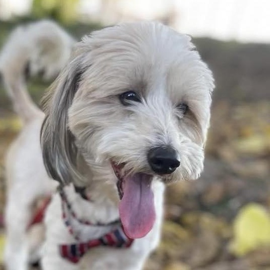 Enlarge BENNY   one-and-a-half years 16 pounds, an adopted mixed breed in san diego, CA image 2/5