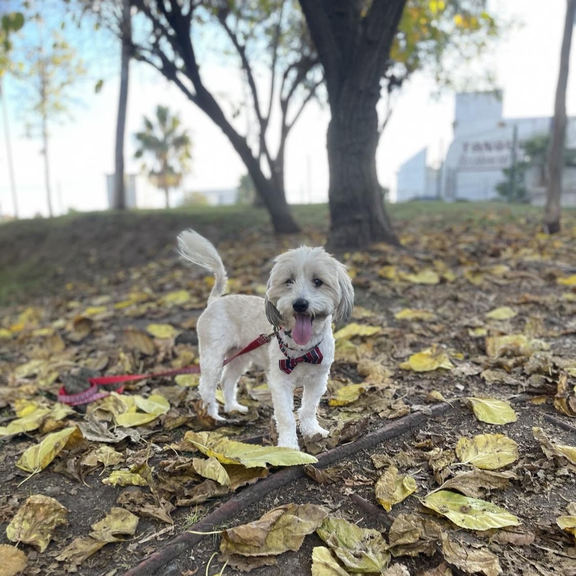 Enlarge BENNY   one-and-a-half years 16 pounds, an adopted mixed breed in san diego, CA image 3/5
