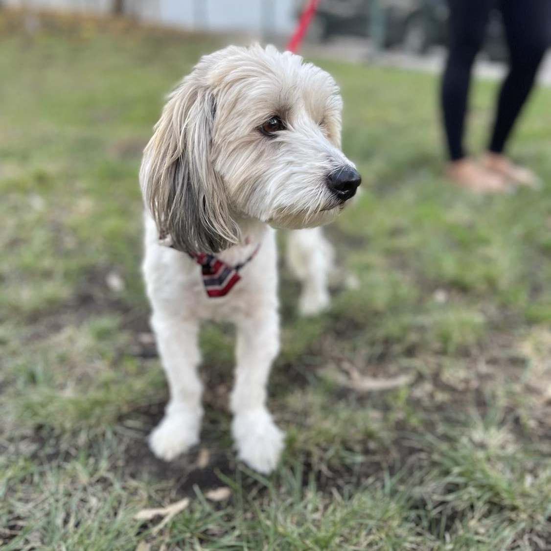 Enlarge BENNY   one-and-a-half years 16 pounds, an adopted mixed breed in san diego, CA image 5/5