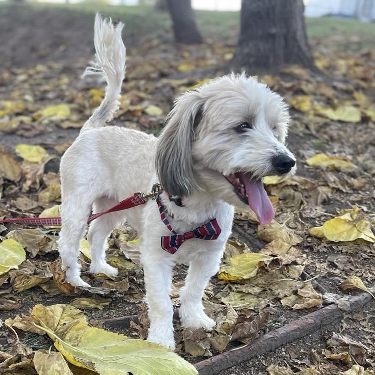 Enlarge BENNY   one-and-a-half years 16 pounds, an adopted mixed breed in san diego, CA image 4/5