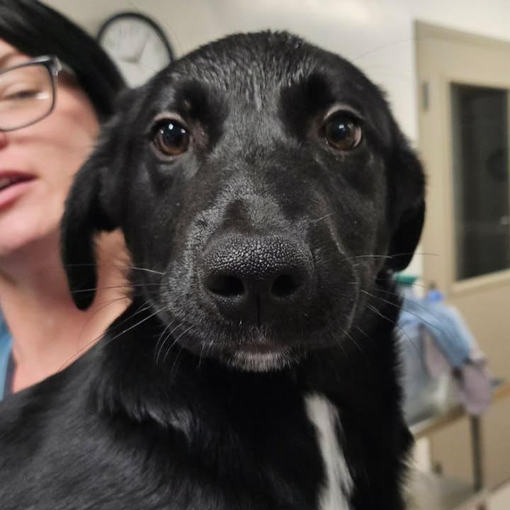 Enlarge Aster, a Adoptable mixed breed in Novelty, OH image 1/1