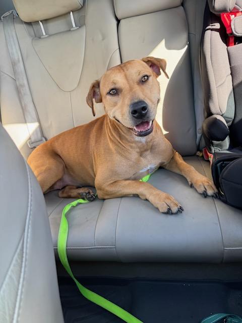 Mya, ADOPTABLE, Young Female Dachshund & American Staffordshire Terrier.