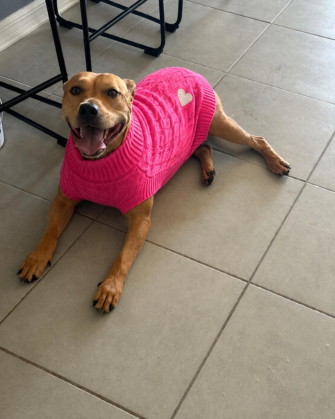 Mya, a ADOPTABLE mixed breed in Bradenton, FL image 2/5