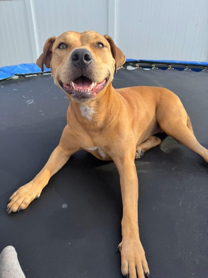 Mya, a ADOPTABLE mixed breed in Bradenton, FL image 3/5