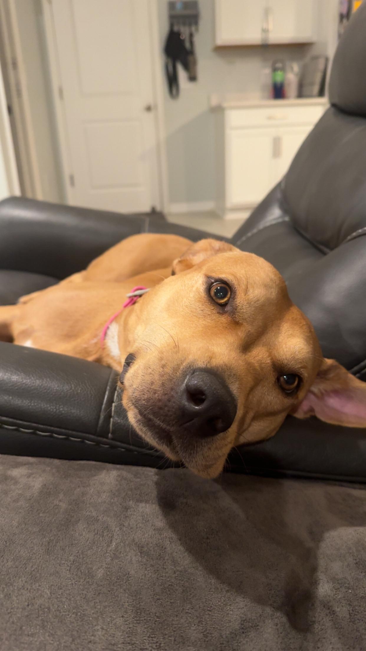Mya, a ADOPTABLE mixed breed in Bradenton, FL image 4/5