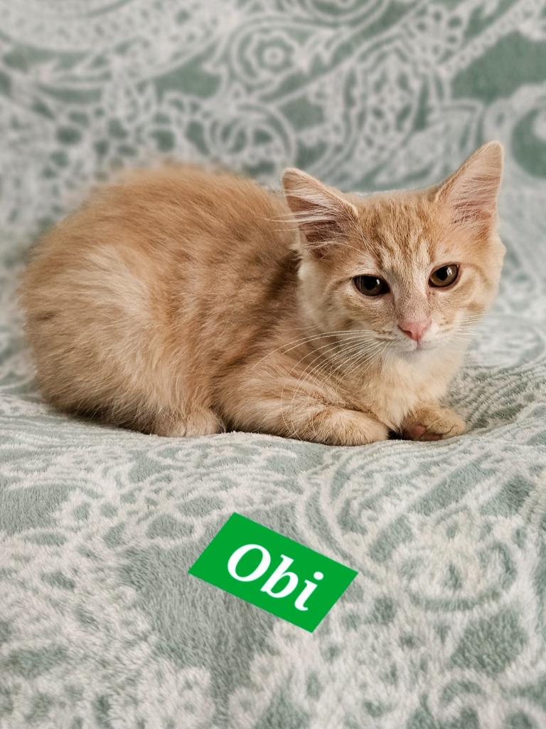 Obi, Adoptable, Kitten Male Domestic Medium Hair.