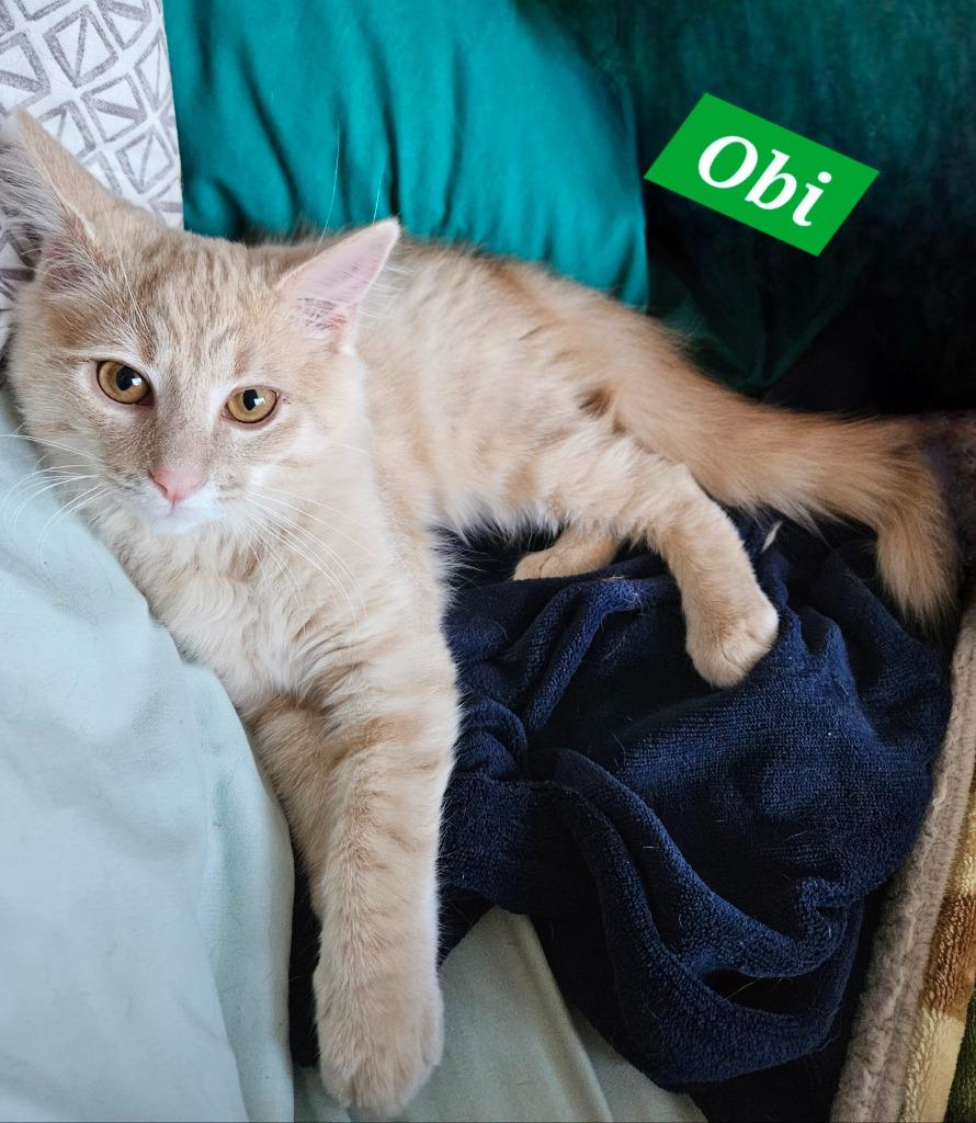 Enlarge Obi, a Adoptable mixed breed in Manchester, TN image 1/1