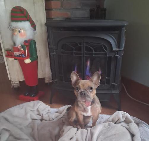 Enlarge Pumpkin, a Adoptable French Bulldog in St. Petersburg, FL image 2/6