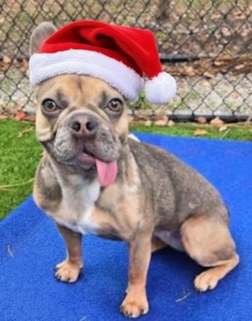 Enlarge Pumpkin, a Adoptable French Bulldog in St. Petersburg, FL image 1/6