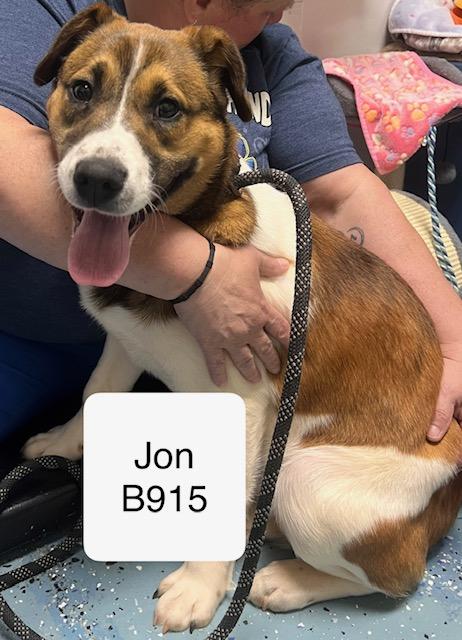 Jon, ADOPTABLE, Young Male Husky & Shepherd.