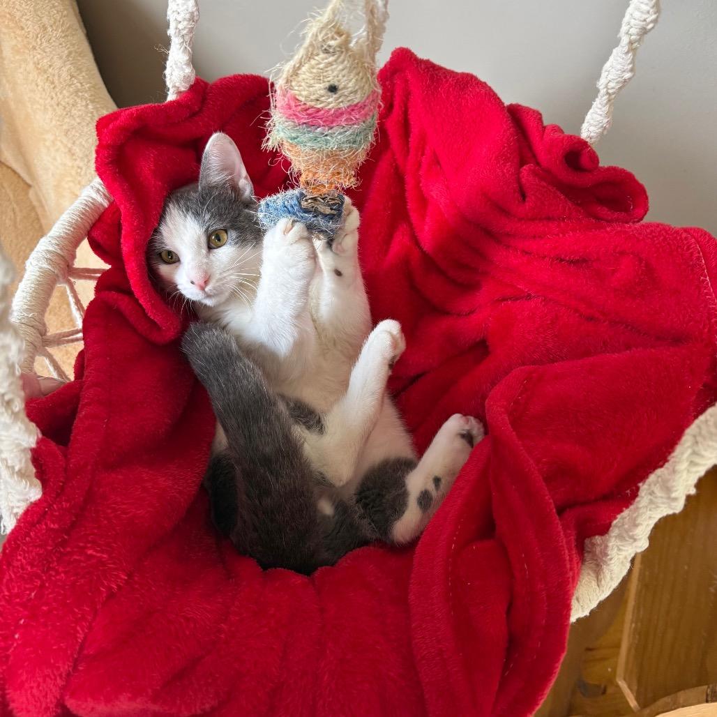 Enlarge Chester, a Adoptable Domestic Short Hair in Milford, IA image 1/3