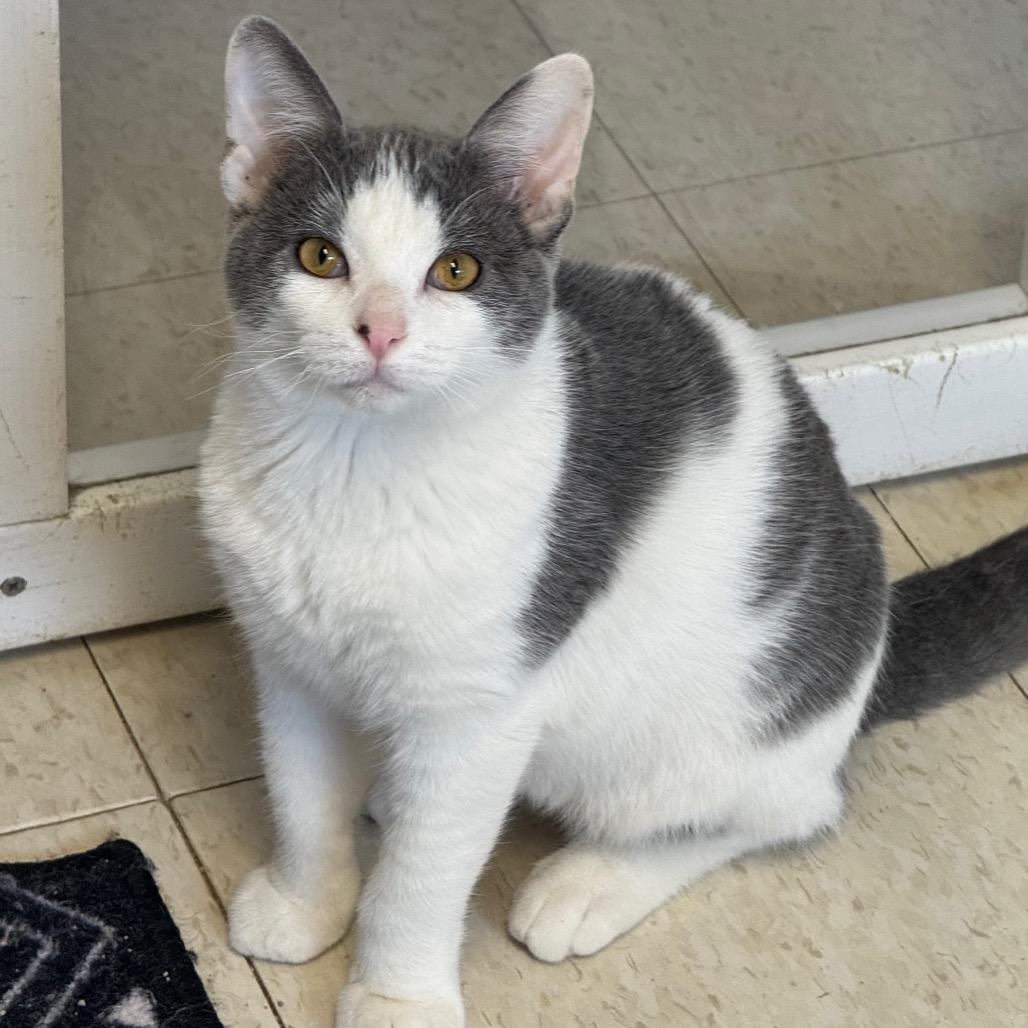 Enlarge Chester, a Adoptable Domestic Short Hair in Milford, IA image 2/3