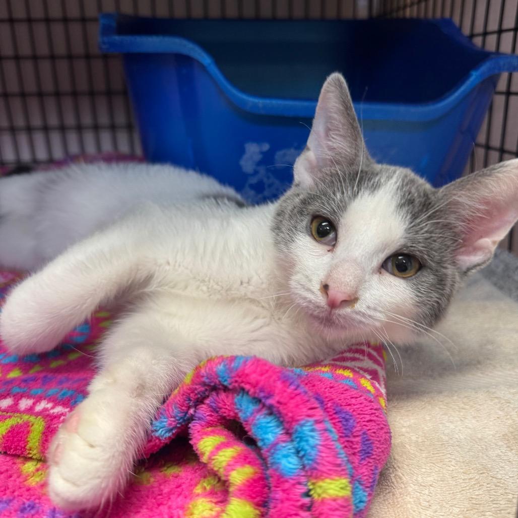 Enlarge Chester, a Adoptable Domestic Short Hair in Milford, IA image 3/3