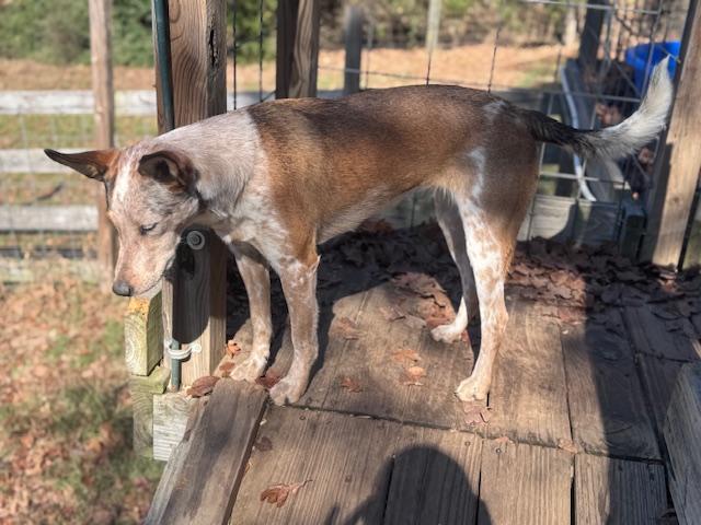 Lily, a Adoptable mixed breed in Houston, TX image 2/6