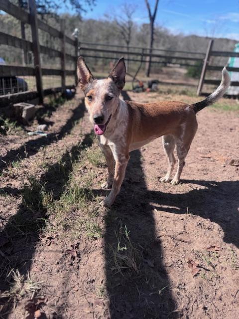 Lily, a Adoptable mixed breed in Houston, TX image 3/6