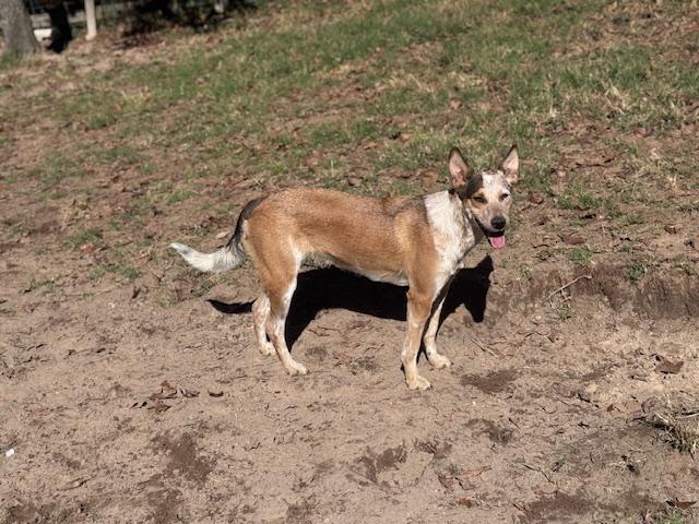 Lily, a Adoptable mixed breed in Houston, TX image 4/6