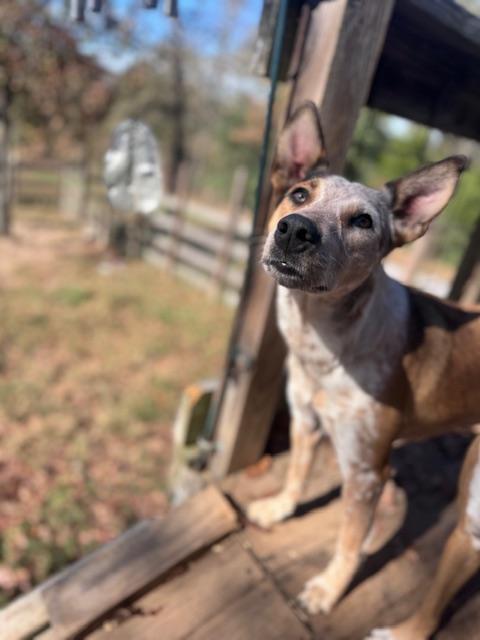 Lily, Adoptable, Young Female Australian Cattle Dog / Blue Heeler & Collie.