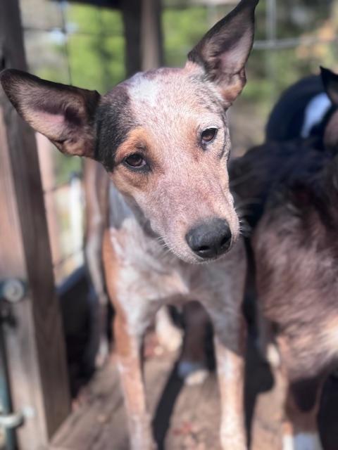 Lily, a Adoptable mixed breed in Houston, TX image 5/6