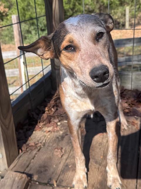 Lily, a Adoptable mixed breed in Houston, TX image 6/6