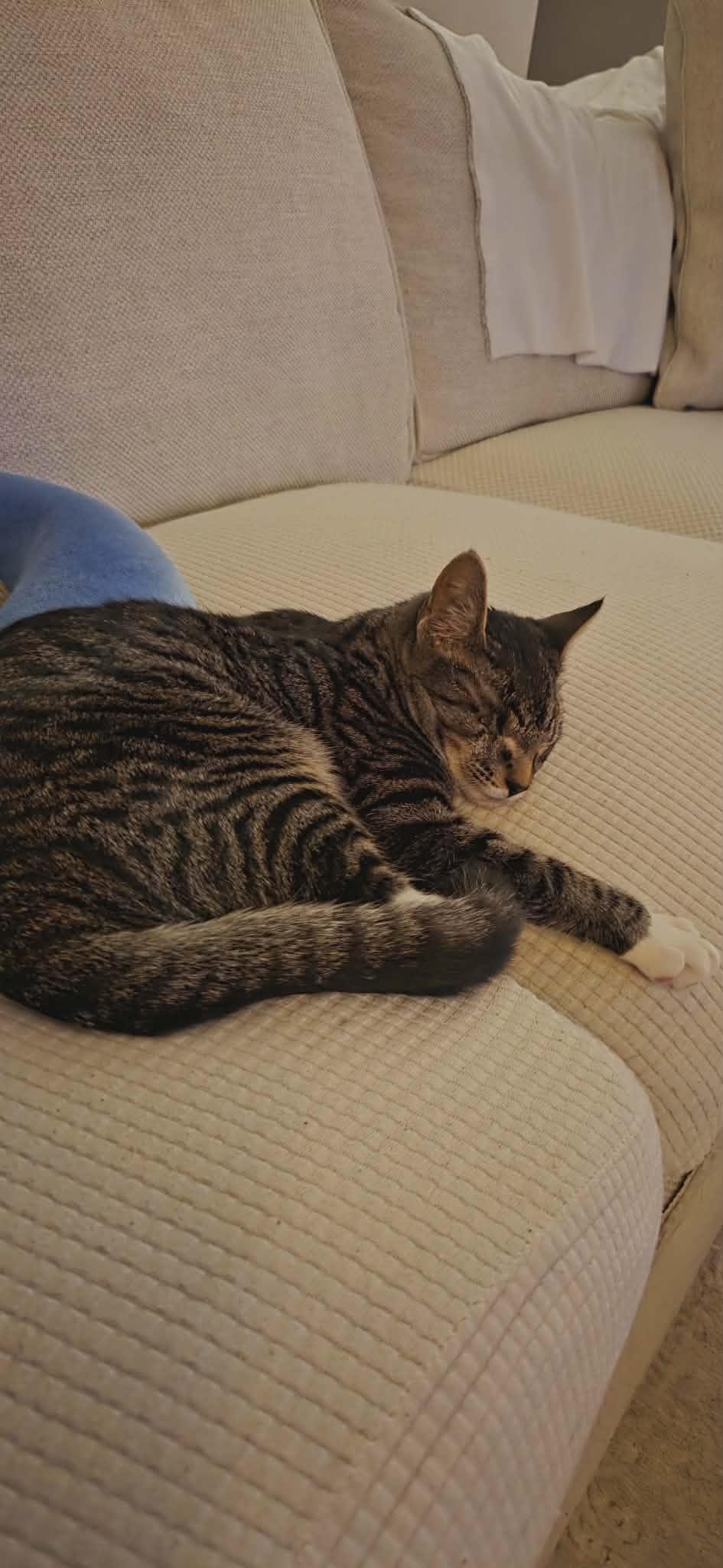 Enlarge Frankie, an adopted mixed breed in Greensboro, NC image 2/3