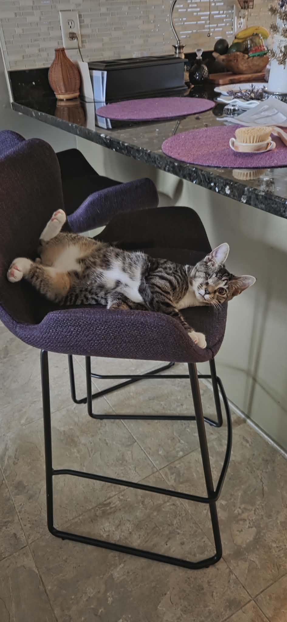 Enlarge Frankie, an adopted mixed breed in Greensboro, NC image 1/3