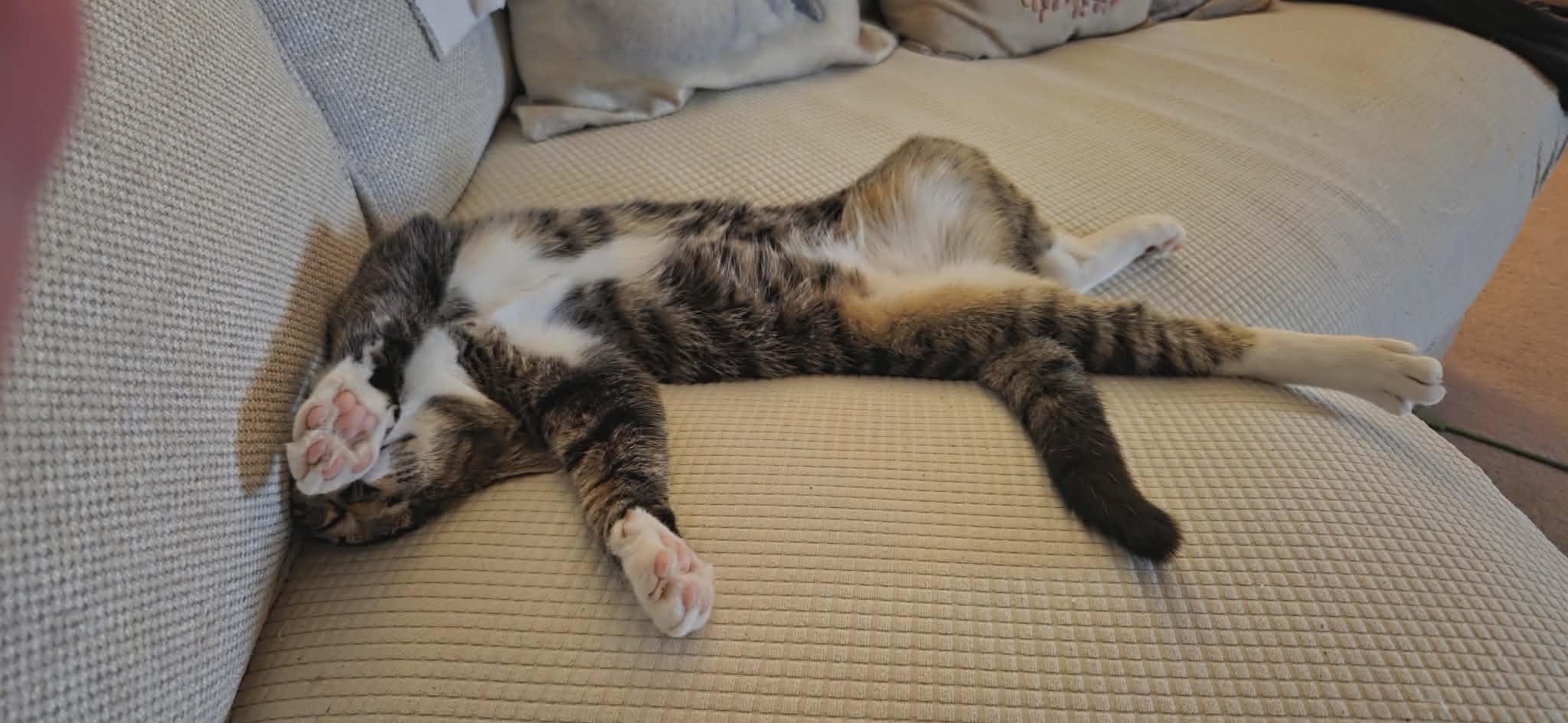 Enlarge Frankie, an adopted mixed breed in Greensboro, NC image 3/3