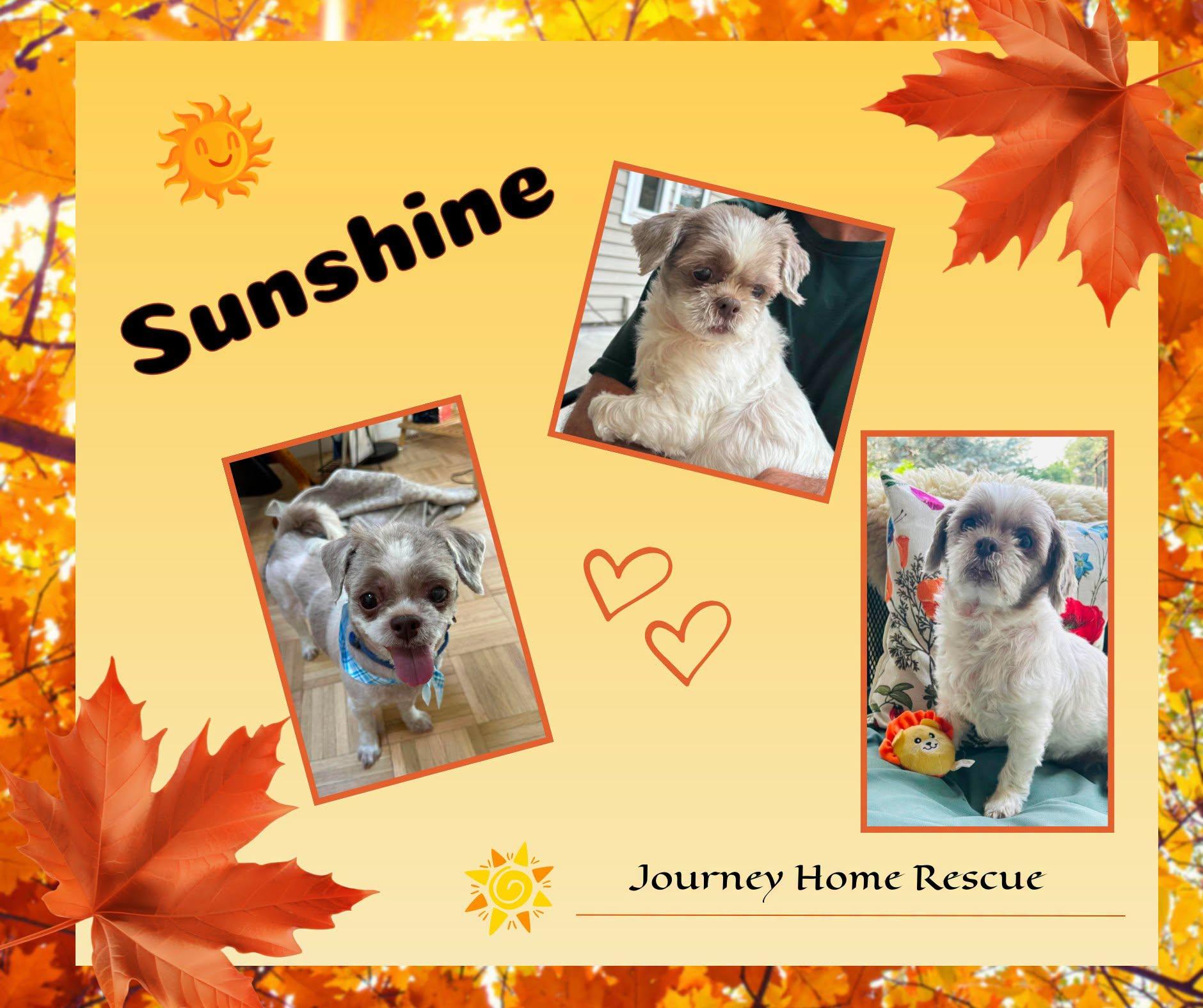Sunshine, adopted, Adult Female Shih Tzu.