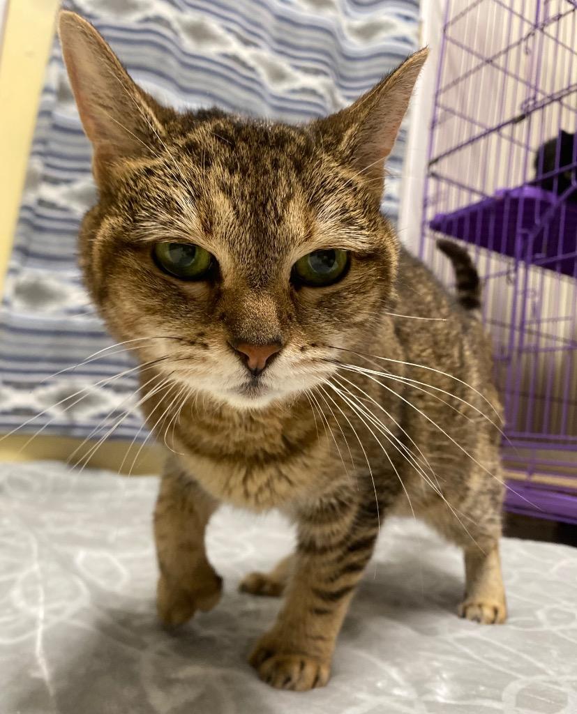 Henrietta, Adoptable, Adult Female Domestic Short Hair.