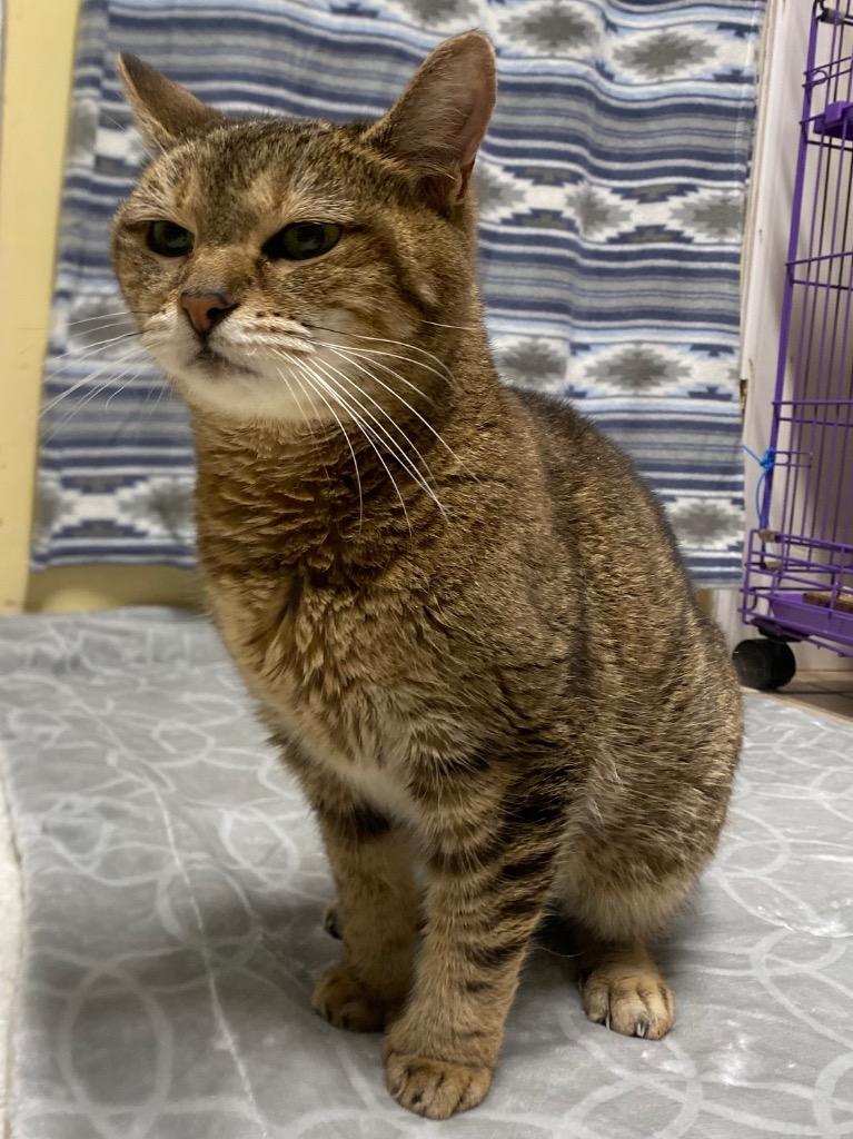 Enlarge Henrietta, a Adoptable mixed breed in Fall River, MA image 3/6