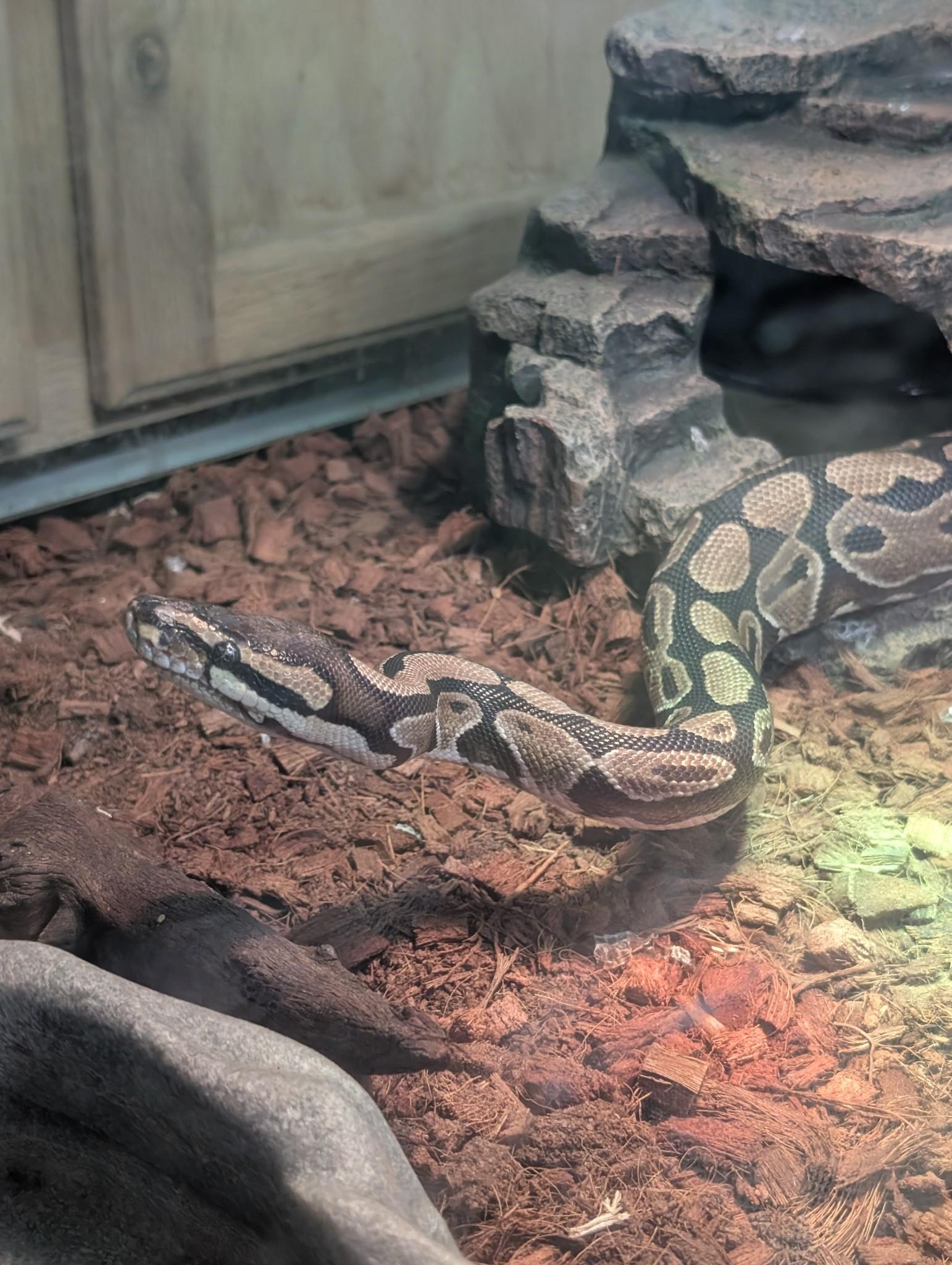 Thor, Adult Male unknown