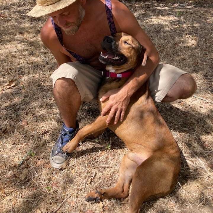 Stanley (courtesy post), Adoptable, Adult Male Boerboel & Mixed Breed.