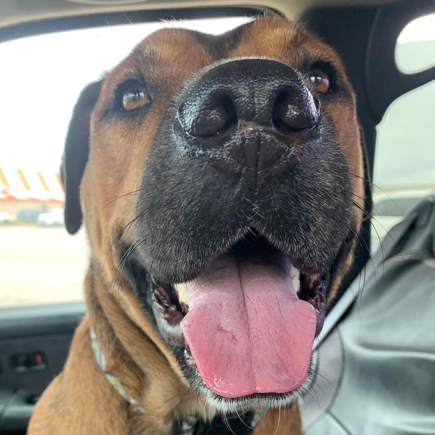 Enlarge Stanley (courtesy post), a Adoptable mixed breed in Georgetown, TX image 2/6