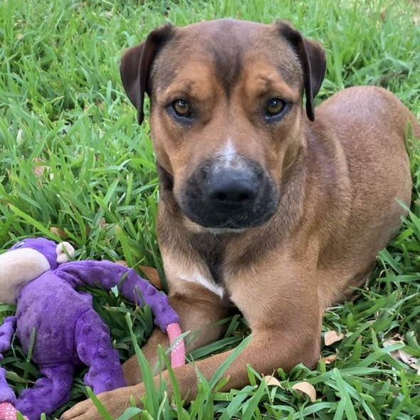 Enlarge Stanley (courtesy post), a Adoptable mixed breed in Georgetown, TX image 4/6