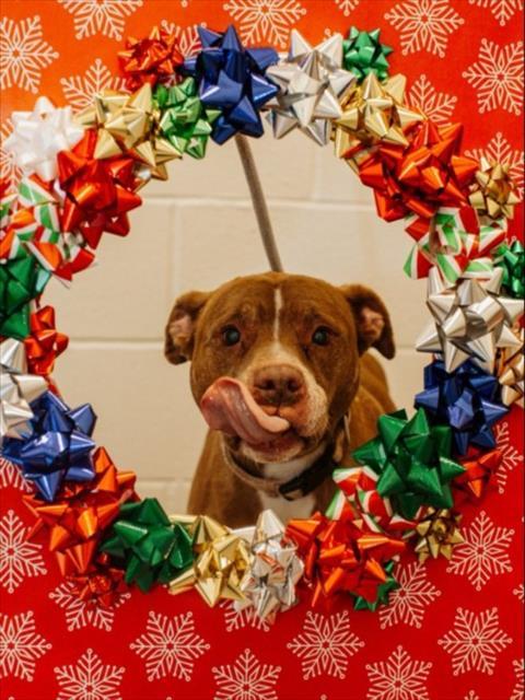Enlarge KAYKEE, a Adoptable Pit Bull Terrier in Toledo, OH image 1/1