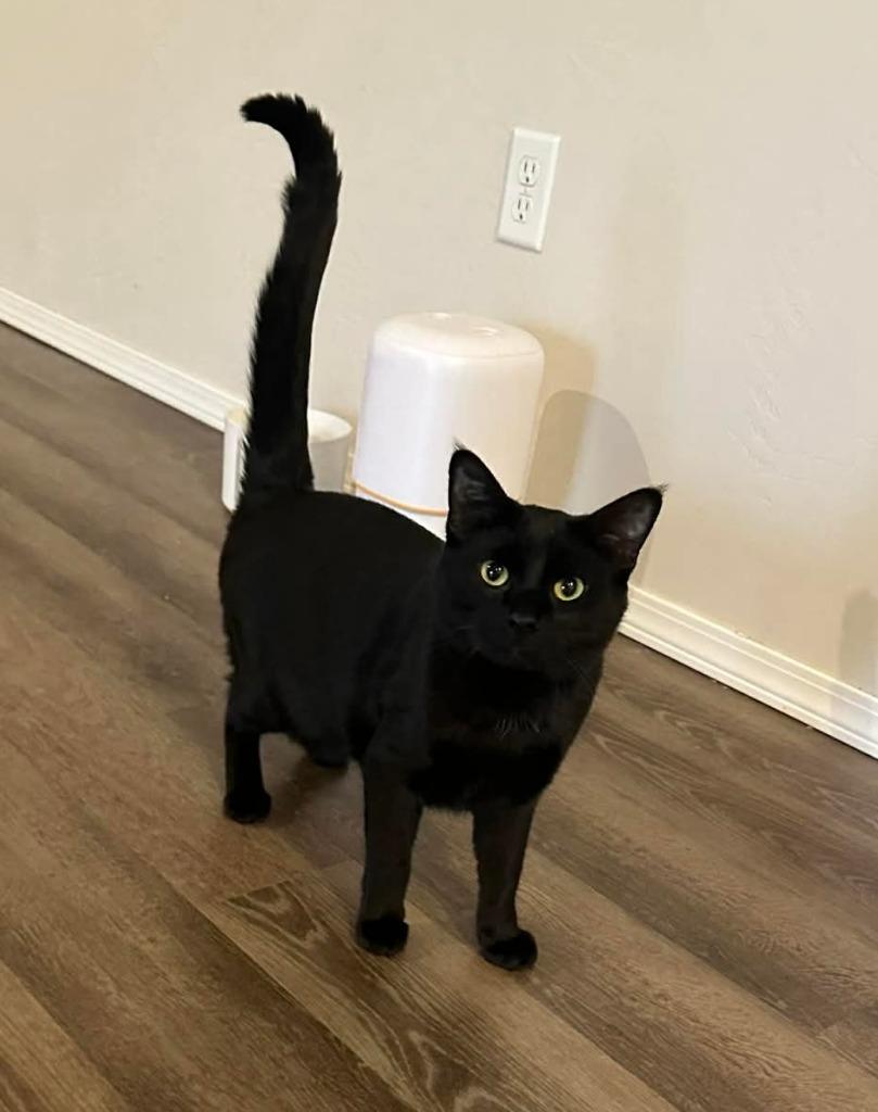 Owen, Adoptable, Young Male Domestic Short Hair.