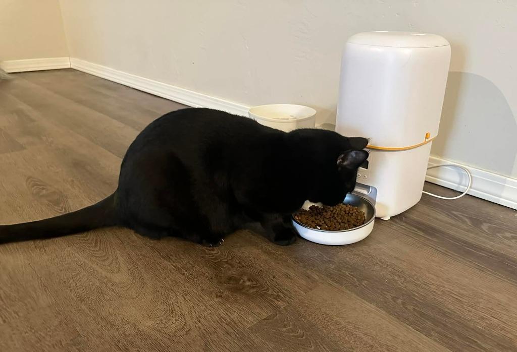 Enlarge Owen, a Adoptable mixed breed in Fond Du Lac, WI image 3/4