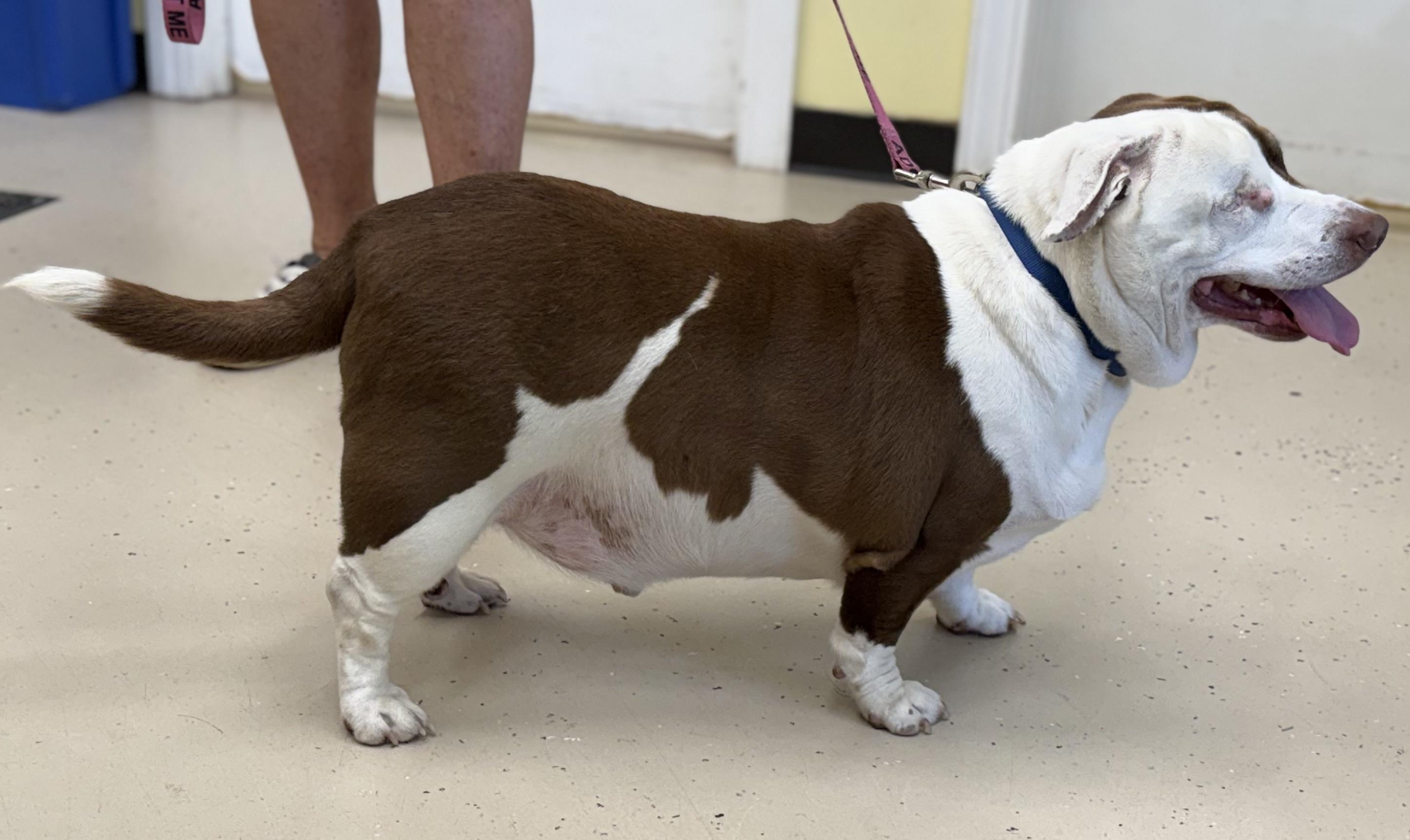 Enlarge Chance, a Adoptable mixed breed in Pawleys Island, SC image 3/3