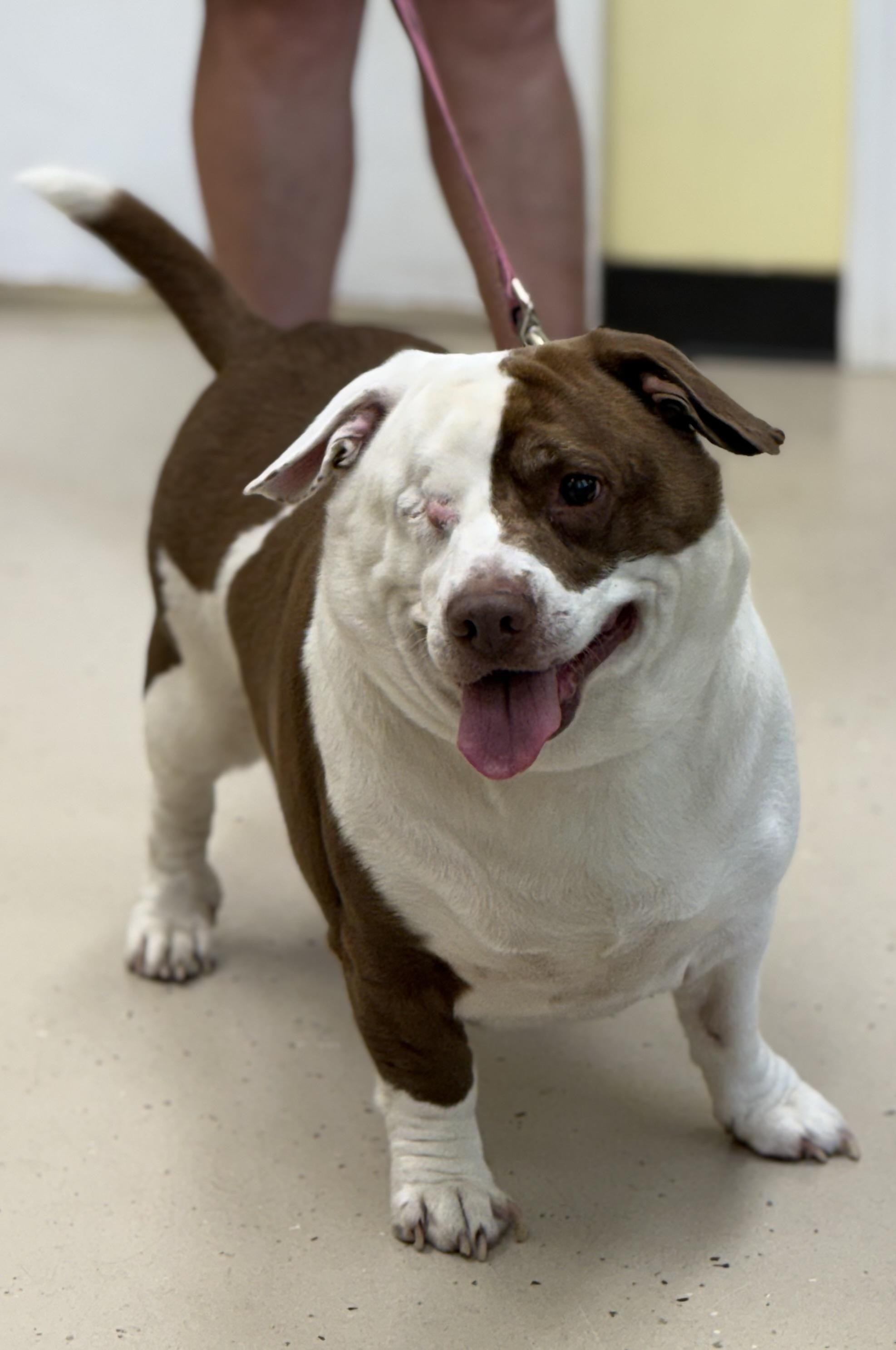 Enlarge Chance, a Adoptable mixed breed in Pawleys Island, SC image 1/3